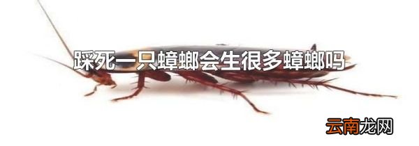 踩死一只蟑螂会生很多蟑螂吗