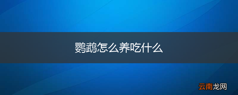 鹦鹉怎么养吃什么