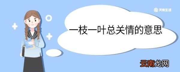 一枝一叶总关情的意思 一枝一叶总关情什么意思