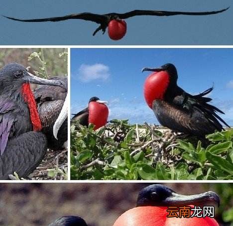 世界上飞的最快的鸟是什么鸟