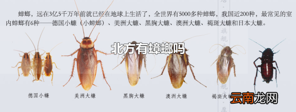 北方有蟑螂吗