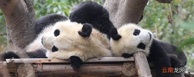 大熊猫一般住在哪