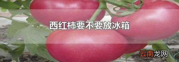 西红柿要不要放冰箱