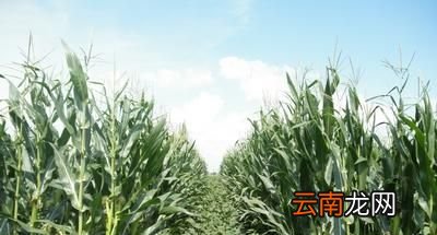 玉米和大豆间种为什么能增产?