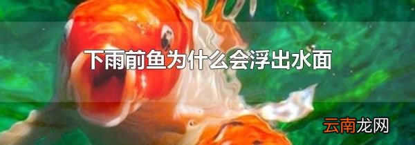 下雨前鱼为什么会浮出水面