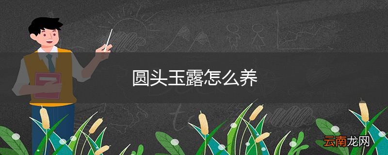 圆头玉露怎么养