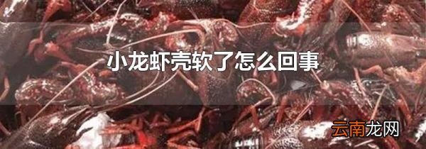 小龙虾壳软了怎么回事