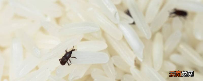 米虫是怎么长出来的