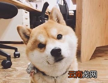 狗是色盲吗？