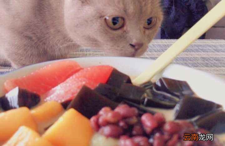 黄油猫悖论是什么东西？