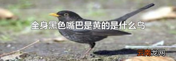 全身黑色嘴巴是黄的是什么鸟