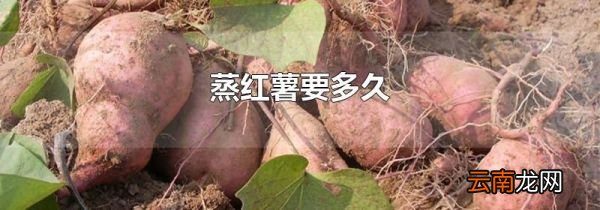蒸红薯要多久