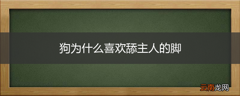 狗为什么喜欢舔主人的脚