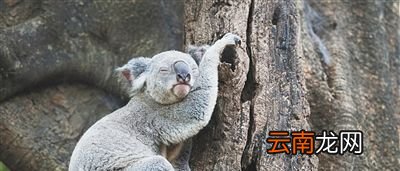为什么考拉不喝水？