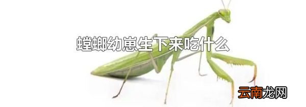 螳螂幼崽生下来吃什么