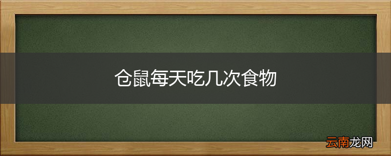 仓鼠每天吃几次食物