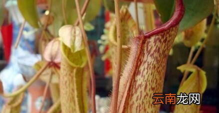家里养猪笼草可以有效捕蚊吗？