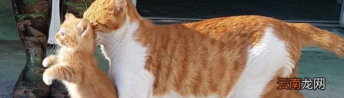 为什么掐住猫脖子后面的肉猫就动不了了？