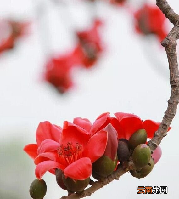 木棉花为什么叫英雄花?