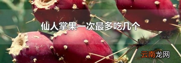 仙人掌果一次最多吃几个