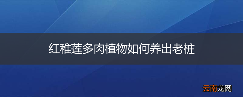 红稚莲多肉植物如何养出老桩