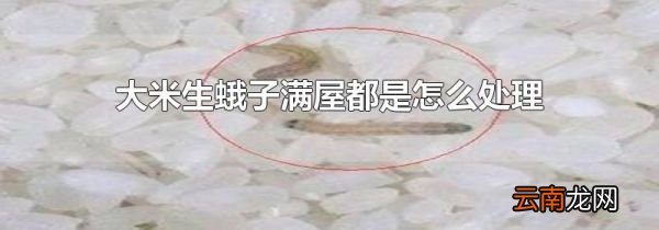 大米生蛾子满屋都是怎么处理