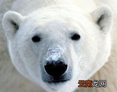 北极熊的皮肤是什么颜色？