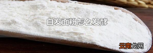 自发面粉怎么发酵