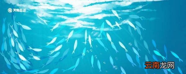 为什么鱼死后会翻白肚 鱼死后会为什么翻白肚