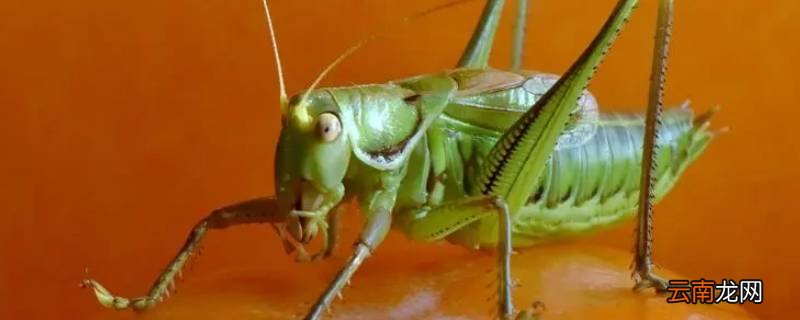 昆虫记中绿蝈蝈的外形和生活特征