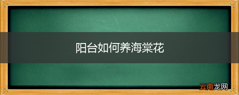 阳台如何养海棠花