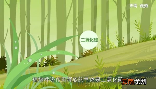 植物呼吸作用释放什么气体 植物呼吸作用释放的气体是什么