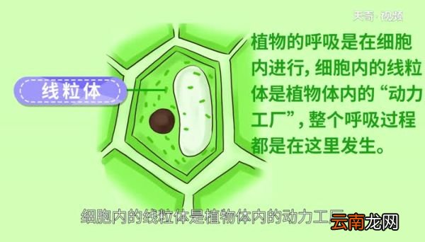植物呼吸作用释放什么气体 植物呼吸作用释放的气体是什么