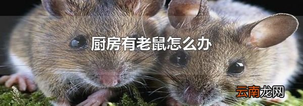 厨房有老鼠怎么办