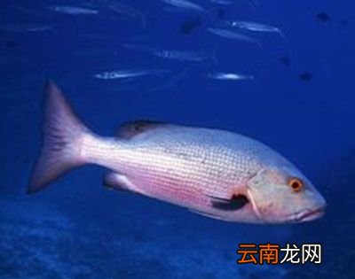 鲷鱼实行一夫多妻制是真的吗