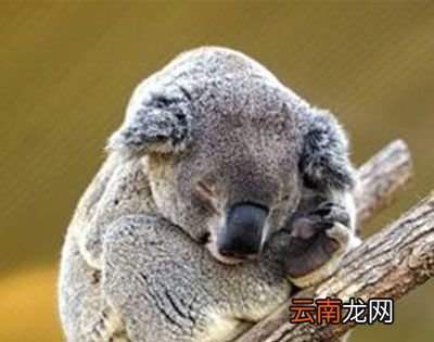 考拉一天睡20个小时是因为懒吗？