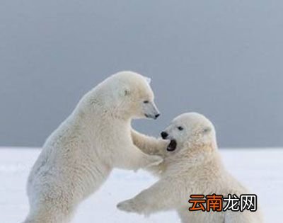 北极三霸是哪三霸？