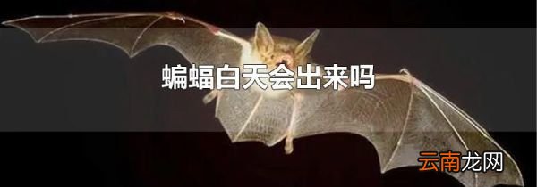 蝙蝠白天会出来吗