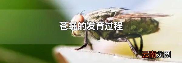 苍蝇的发育过程