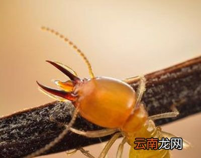 白蚁是蚂蚁的一种吗?
