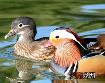 鸳鸯对爱情真的专一吗？