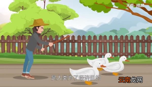 禽类有哪些 禽类有哪些动物