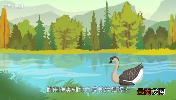 禽类有哪些 禽类有哪些动物