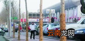 树干上为什么要绑草绳？