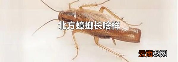 北方蟑螂长啥样