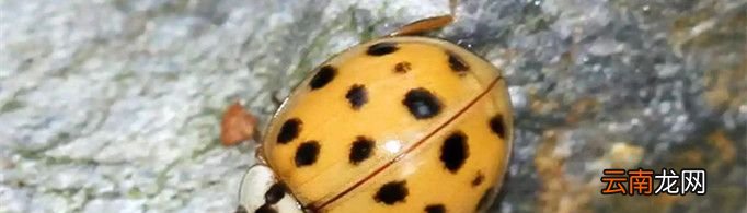 瓢虫为什么叫花大姐？