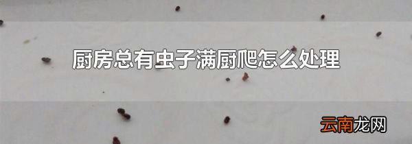 厨房总有虫子满厨爬怎么处理