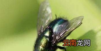 为什么大苍蝇会自己死？