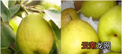 水果分公母吗？