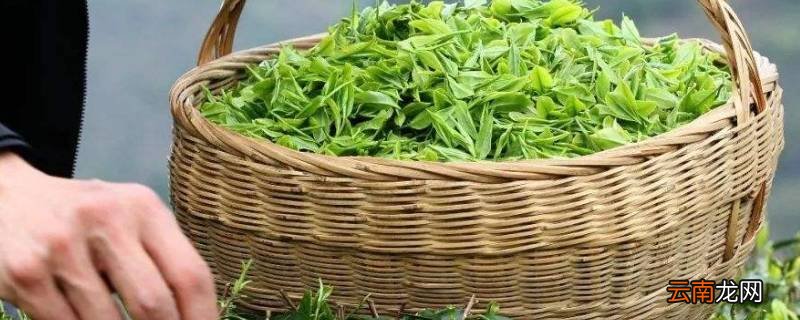 明前茶指的是什么茶